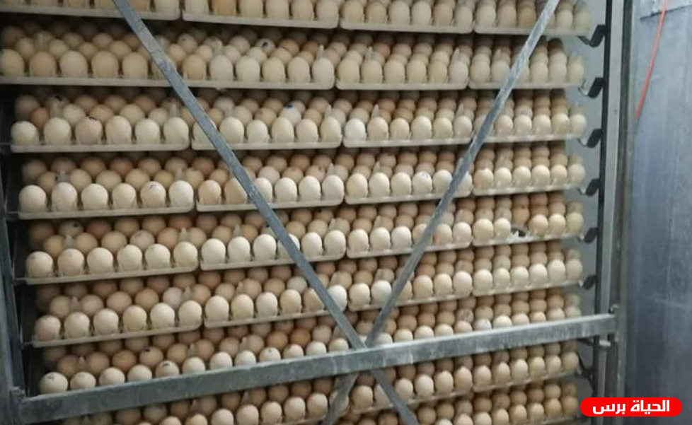 كميات البيض التي دخلت قطاع غزة للدجاج اللاحم والحبش خلال شهر 9